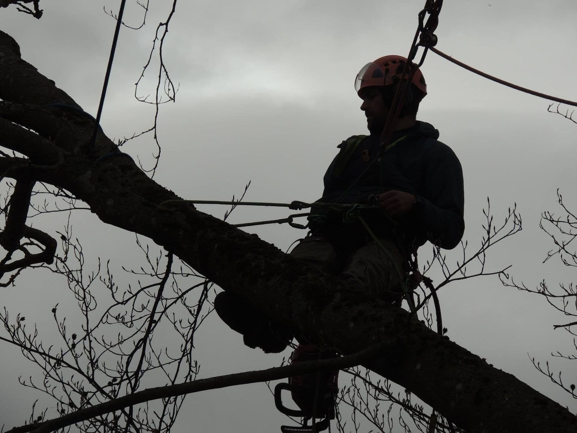 Baumpflege in Basel – Liegenschaft