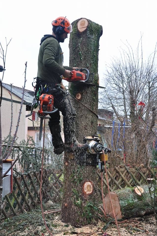 Obstbaumschnitt in Reinach – Hausgarten