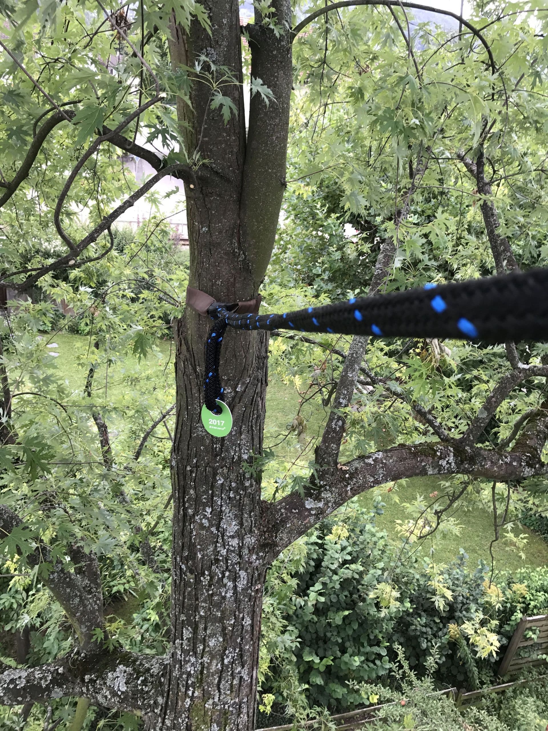 Kronensicherung in Arlesheim – Altbaum